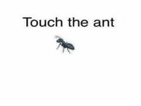 Touch the Ant