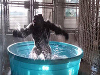 Gorilla Dancing in a Kiddie Pool