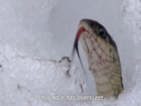 This Male Has Overslept