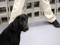 Lulu the Failed CIA Dog