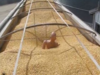 Grain Entrapment