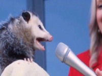 Interview Possum