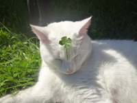 Lucky Clover Cat
