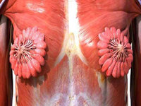 What Breast Milk Ducts Look Like