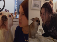 Rapping To Pets