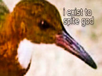 Extinct Bird Re-Evolved Itself Back Into Existence