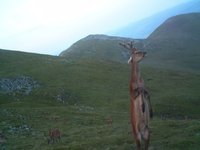 Picture of a deer standing on its hind legs that attracted photoshops and jokes.