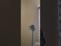 Parodied Tik Tok Sketch