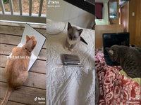 Laptop Cat
