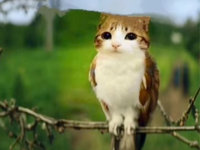 Meowl meme.