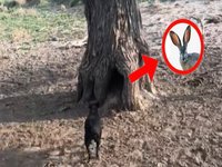Jackrabbits Eat Cows image example.
