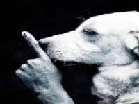 Shh dog