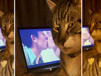 Homophobic Cat / Cat Side-Eyeing Challengers Kissing Scene meme.