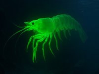 Radioactive Walmart Shrimp image example.