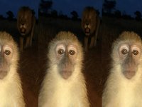 Cooked Monkey With Lion Behind It meme.