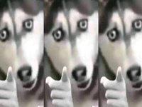 Husky Pointing meme.