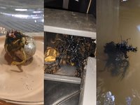 Panama Alien / Venomkin image examples.