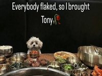 Everybody Flaked So I Brought Tony meme depicting a dog at a table with food.