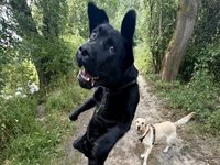 Jumping Dog / Black Lab Tink meme.