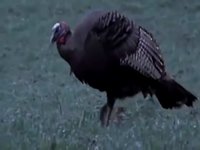 La dinde noire / The Black Turkey (Céline Poulin)