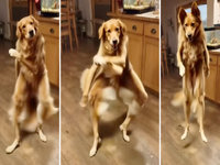 Dancing AI Golden Retriever Dog meme and image examples.