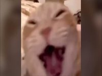 Laughing screaming cat meme image example.