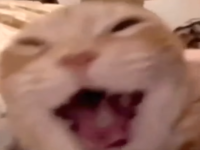 Screaming Laughing Cat