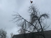 Chicken Screaming On Tree meme.