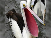 pelcan Mouth perfec t size for put baby in