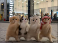 AI Kittens Dancing