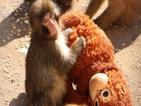 Punch the Monkey (Ichikawa City Zoo)