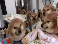 Drog / What the dog doing?