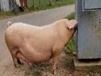 Pig Electrocuted GIF / Exploding Pig meme.