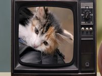 Baby Kittens Without Mommies meme and image example.