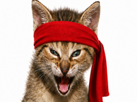 Rambo Kitten