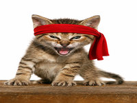 Rambo Kitten