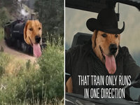 Train Dog meme image examples.