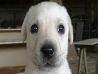 Bruno | White puppy