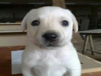 Bobby