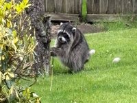 Jimothy the Raccoon image example.