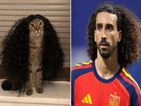 Marc Cucurella Cat meme.