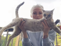The Vogue Cat - Cheshire