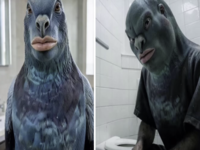 Whispering Pigeon meme example images.