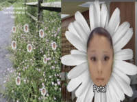 Ariana Grande Petal meme example images.