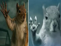 Squirrel Waving Bye In Tornado / Superman Tornado Squirrel meme example images.