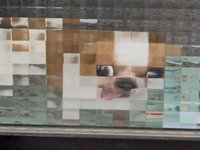 Pixeldog