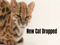 Tilcayo / New Cat Dropped