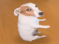 Sitting Dog Meme | Luka