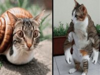 luddites vs vibeGODS Snailcat