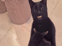 Black Cat Clapping meme example.